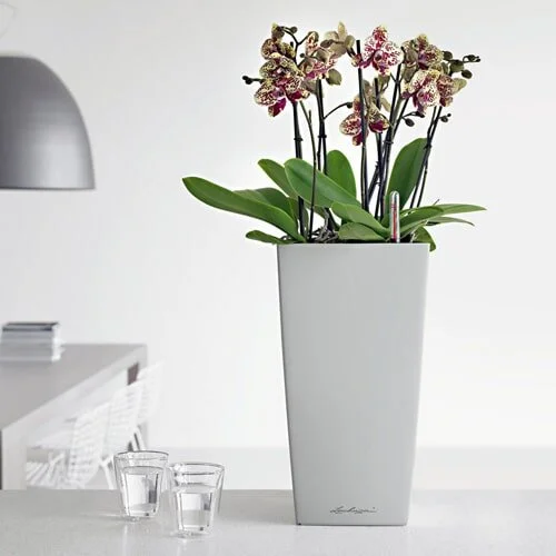 Plant Services