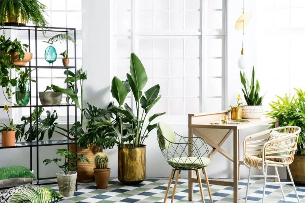 Indoor plant services