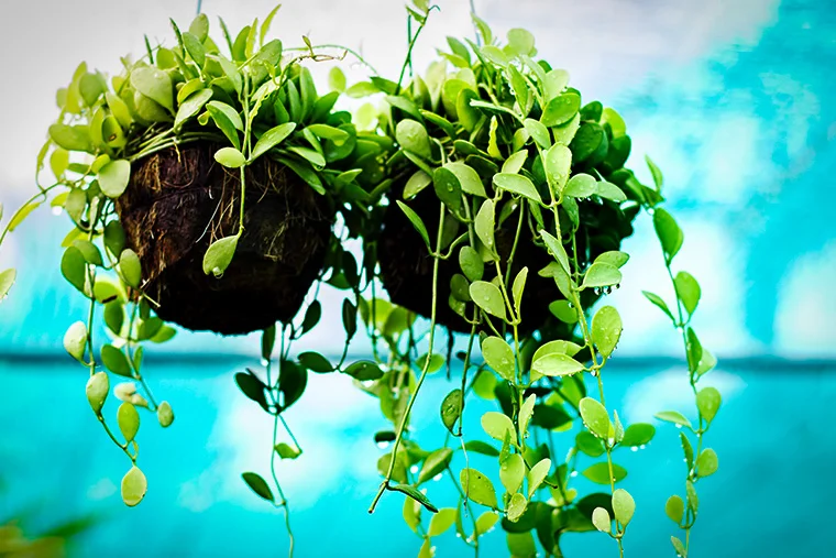 plants plants